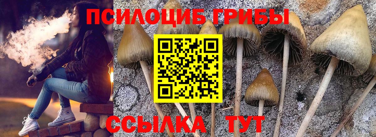 Псилоцибиновые грибы Psilocybine cubensis  Вход с VPN  Каменка 